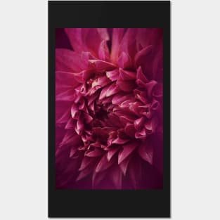 Dahlia Drama Posters and Art
